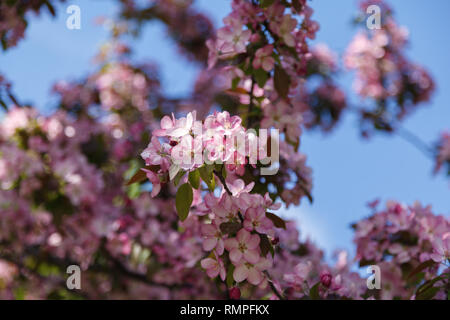 Pfirsichfarbene Blüten im Garten an einem sonnigen Tag. Frühling Baum mit rosa Blüten. Blossom Zweige eines Peach Tree, der Hintergrund ist unscharf. Stockfoto