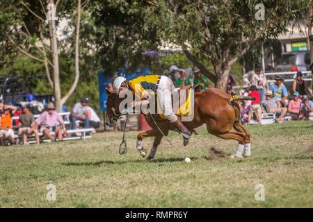 Australien V Neuseeland Exhibition Match - PoloCrosse PoloCrosse Verein - Ballarat jährlichen Turnier - 16. Februar 2019 - Ballarat, Victoria, Australien. Während des Spiels, in denen Australien 29 Ziele zu 15 gewonnen. Beide Mannschaften Platz wieder das folgende Tag für ein weiteres Testspiel, bevor beide Mannschaften Kopf an die Adina Polocrosse Wm 2019 in Queensland, Australien vom 22. bis zum 28. April 2019 statt. Credit: Brett Keating/Alamy leben Nachrichten Stockfoto