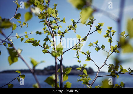 Zweige mit neuen Blättern, close-up Stockfoto