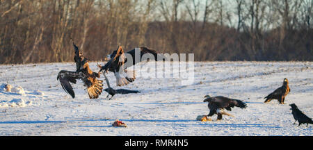 Ein jugendlicher Weißkopfseeadler Weißkopfseeadler kämpfen ein Erwachsener auf einem Feld mit einer anderen Adlern und Raben. Stockfoto