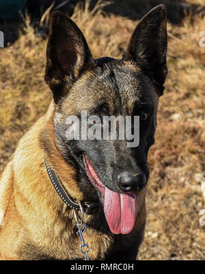 Glücklicher Hund, Belgische Malinois Stockfoto