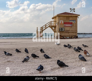 Tauben und eine geschlossene Rettungsschwimmer shack an einem einsamen Strand in Tel Aviv, Israel Stockfoto