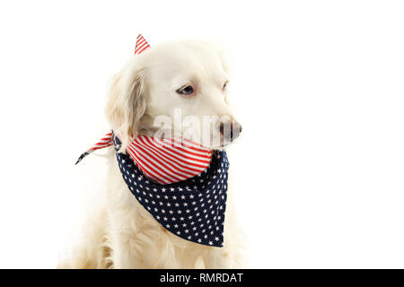 Hund MIT AMERICAN FLAG BANDANA. Isolierte STUDIO SHOT auf weißem Hintergrund. Stockfoto