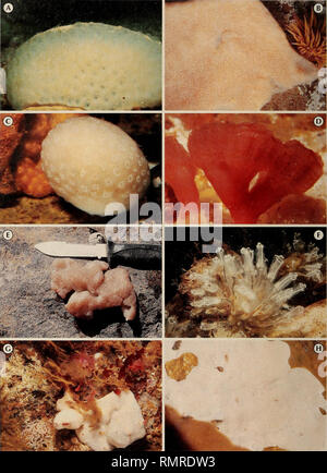 . Annalen der South African Museum = Annale van sterben Suid-Afrikaanse Museum. Natural History. Abb. 2. A. Polyclitor Africanus, Durban äußeren Verankerung. B. Cystodytes dellechiajei, unter Felsen auf Gezeiten-pool, False Bay. C. Distaplia skoogi, Miller's Point, False Bay, 15 m. D. Sycozoa arborescens, Gezeiten Höhle im Alten Hafen, Hermanus. E. Sigillina digitata, in Rock Pool, False Bay. F. Clavelina lepadiformis, Knysna Flussmündung, wächst an Jetty. G. Trididemnum cerebriforme, Oudekraal, Cape Peninsula, 0-15 m. H. Didemnum globiferum sp. nov., Kommetjie, Cape Peninsula, intertidal.. Bitte beachten Sie Stockfoto