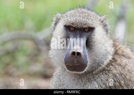 Portrait von erwachsenen männlichen Yellow baboon (Papio cynocephalus) Stockfoto