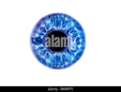 Menschliche Auge, in der Nähe von Blue Iris und Pupille. Die Iris, eine farbige muskulären Ring, reguliert die Menge an Licht, die das Auge tritt. Stockfoto