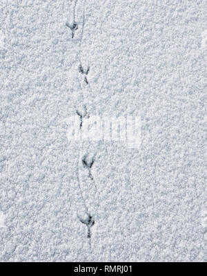 Vogel Spuren im Schnee von oben. Stockfoto