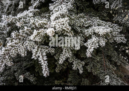 Frost auf japanische Eibe Nadeln hautnah. Stockfoto