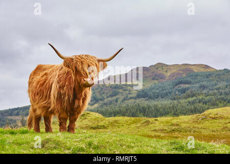 Ein Highland Kuh auf einem eigenen Stand in einem Feld in den Highlands von Schottland mit Hügeln in den Boden zurück, Schottland, Großbritannien Stockfoto