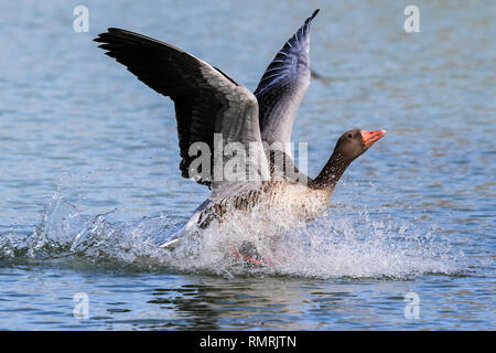 Die Graugans, Anser anser, ist eine Pflanzenart aus der Gattung der großen Gans Stockfoto