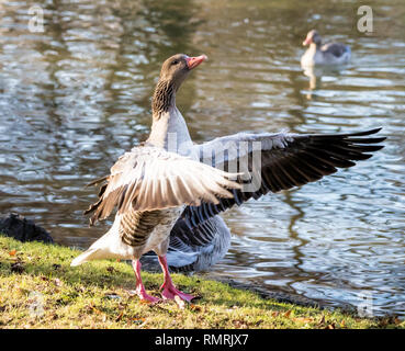 Die Graugans, Anser anser, ist eine Pflanzenart aus der Gattung der großen Gans Stockfoto