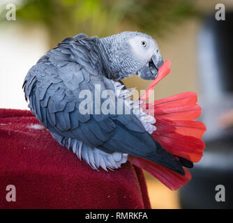 Graupapagei setzte sich auf einen Sessel Reinigung und Pflege seine Schwanzfedern. Stockfoto