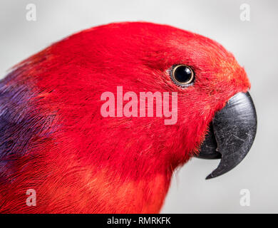 Red parot Kopf. Weibliche Eclectus Parrot von Autstralia, einen seitlichen Blick auf ihrem roten gefiederten Kopf mit schwarzen Schnabel Stockfoto