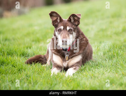 Freundliche Haustier brauner Hund zu zähmen, ruht auf dem Gras in einem Feld oder Garten. Sie trägt ein Halsband mit id-Tag. Stockfoto