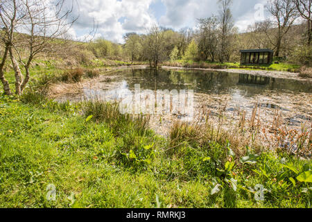 Natürliche Teich mit Schilf, mit Gras und Bäumen umgeben. Exerzitien für wildife und Natur. Stockfoto