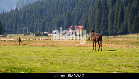 Junge Braune Esel in die Ferne blicken, auf einer Bergwiese in den Bucegi (Karpaten) Berge, Rumänien, in einem warmen, sonnigen Tag im Sommer. Stockfoto