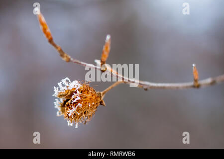 Schnee bedeckt beechnut spiky Shell auf eine Zweigniederlassung in Makro-ansicht gezoomt, auf einem unscharfen Hintergrund, im Winter Stockfoto
