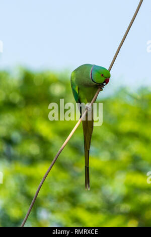 Rose Ring Necked Papagei spielen vor meiner Küche. Rose Ring Necked Papagei ist einer der häufigsten Vögel Indiens. Stockfoto