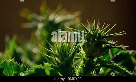 Blüten von mariendistel im Vordergrund, Silybum marianum Stockfoto