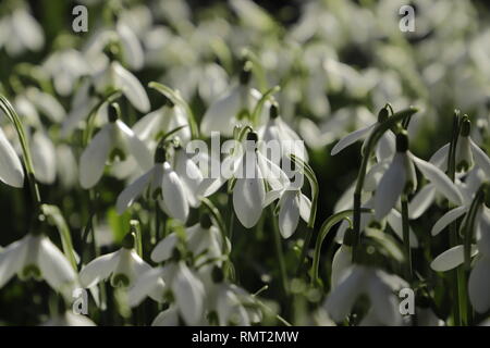 Die ersten Schneeglöckchen Frühlingsblumen blühen ab Januar Stockfoto