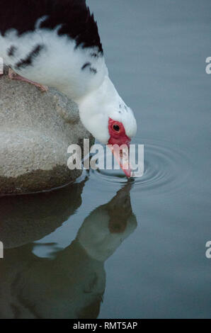 FAT MUSCOVY DUCK GOOSE VOGEL TRINKWASSER (WEISS SCHWARZ ROSA) Stockfoto