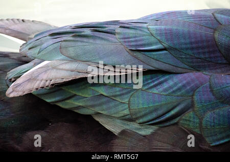 Makro Nahaufnahme von MUSCOVY DUCK GOOSE VOGEL GRÜN und BLAU FEDER TEXTUR Stockfoto