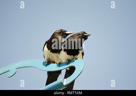 2 EURASISCHEN GEMEINSAME MAGPIE PICA PICA VOGEL SUCHEN Stockfoto