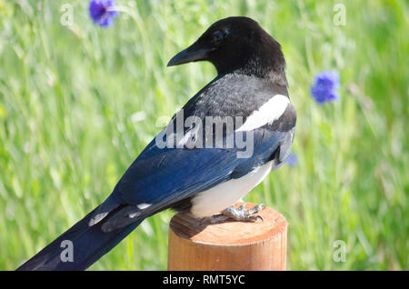 Eurasischen GEMEINSAME MAGPIE PICA PICA VOGEL Stockfoto