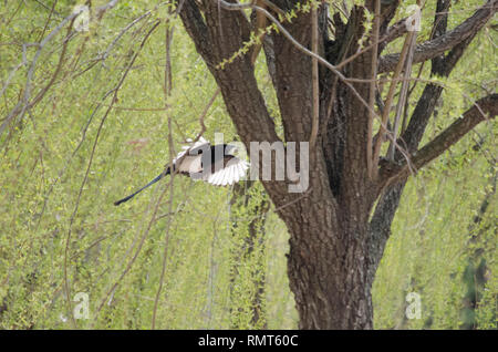 Eurasischen GEMEINSAME MAGPIE PICA PICA VOGEL FLIEGEN SEGELFLIEGEN UNTER DEN BÄUMEN IN DER NATUR Stockfoto