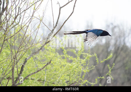 Eurasischen GEMEINSAME MAGPIE PICA PICA VOGEL FLIEGEN SEGELFLIEGEN UNTER DEN BÄUMEN IN DER NATUR Stockfoto