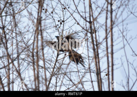 Eurasischen GEMEINSAME MAGPIE PICA PICA VOGEL FLIEGEN DER LUFT HOCHFLIEGEND UNTER DEN ÄSTEN IN DER NATUR Stockfoto