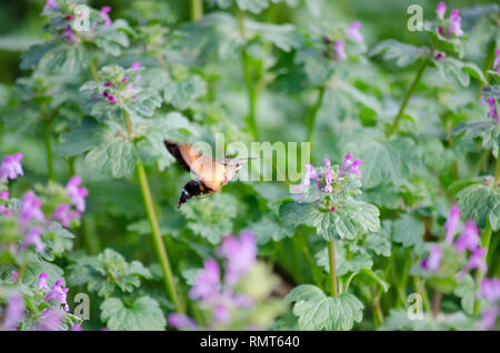 HUMMINGBIRD HAWK MOTH MACROGLOSSUM STELLATARUM FÜTTERUNG AUF NEKTAR der Rosa Lila LANTANA MONTEVIDENSIS BLUME Stockfoto