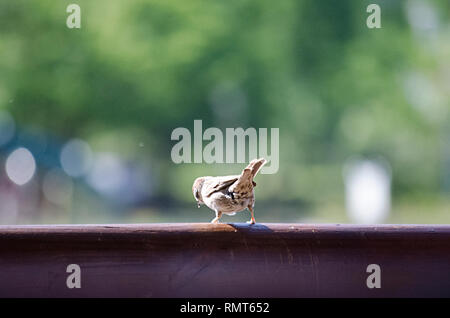 Italienische CISALPINE SPARROW PASSER ITALIAE BRAUNE VOGEL AUF UND AB KANTE Stockfoto