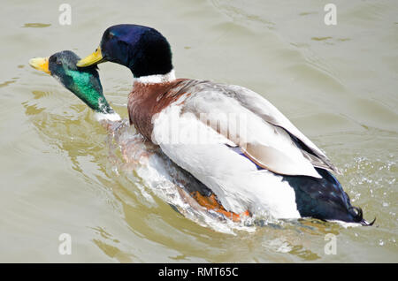 MALLARD Enten Gänse Paarung im See Wasser Stockfoto