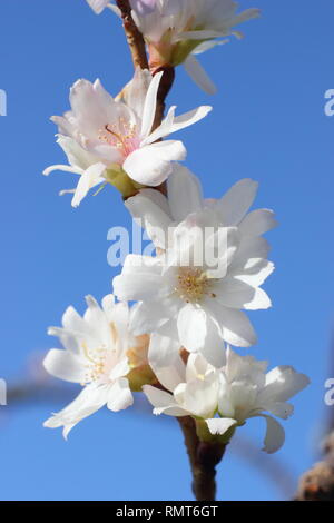 × Prunus subhirtella 'Autumnalis'. Blüten dieser Winter flowering cherry, auch genannt Prunus Autumnalis 'Alba' - Januar, Großbritannien Stockfoto