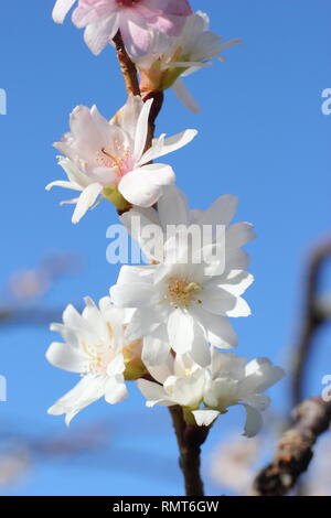 × Prunus subhirtella 'Autumnalis'. Winter Blüten von Prunus subhirtella 'Autumnalis im Januar, UK. Auch Prunus Autumnalis 'Alba' genannt. Stockfoto