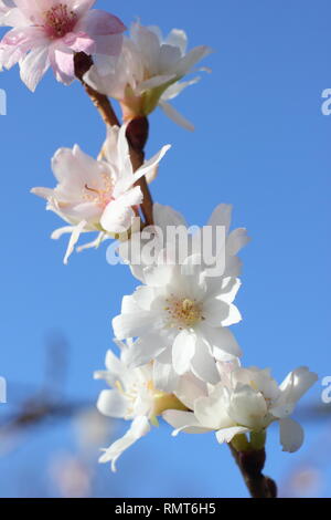 × Prunus subhirtella 'Autumnalis'. Blüten dieser Winter flowering cherry, auch genannt Prunus Autumnalis 'Alba' - Januar, Großbritannien Stockfoto