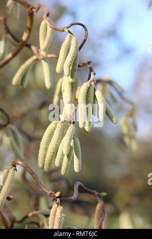 Corylus avellana 'Contorta'. Palmkätzchen der Korkenzieher Hasel im Februar, England, Großbritannien Stockfoto
