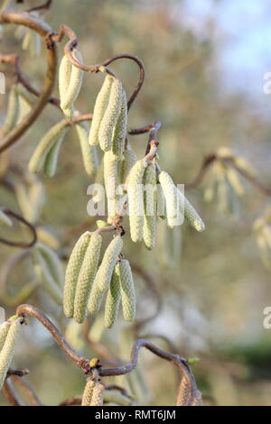 Corylus avellana 'Contorta'. Palmkätzchen der Korkenzieher Hasel im Februar, England, Großbritannien Stockfoto