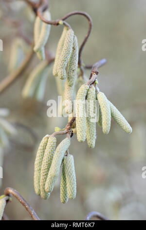 Corylus avellana 'Contorta'. Palmkätzchen der Korkenzieher Hasel im Februar, England, Großbritannien Stockfoto