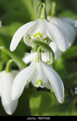 Galanthus nivalis f. pleniflorus 'Flore Pleno'. Gefüllte Blüten von 'Flore Pleno' Snowdrop offenbart Leser/Betrachter, England, UK. Hauptversammlung Stockfoto