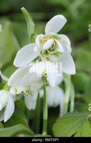 Galanthus nivalis f. pleniflorus 'Flore Pleno'. Gefüllte Blüten von 'Flore Pleno' Snowdrop offenbart Leser/Betrachter, England, UK. Hauptversammlung Stockfoto