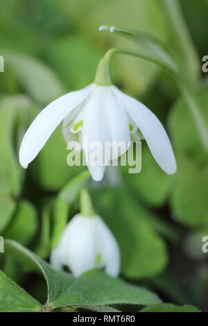 Galanthus nivalis f. pleniflorus 'Flore Pleno'. Gefüllte Blüten von 'Flore Pleno' Snowdrop offenbart Leser/Betrachter, England, UK. Hauptversammlung Stockfoto