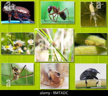 Collage von makrofotos von Insekten auf dem Hintergrund der tropischen Grün Blatt Stockfoto