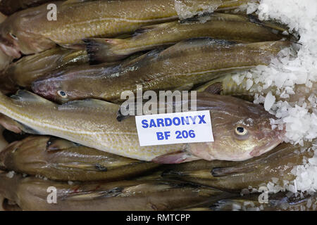 Frischer Fisch, frisch gefangenen und für den Verkauf in Fraserburgh, Aberdeenshire, Schottland Stockfoto