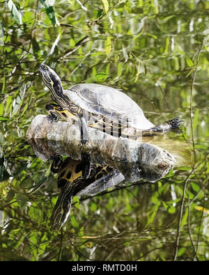 Eine Rotwangen-schmuckschildkröte (TRACHEMYS SCRIPTA elegans) aalt sich in der Sonne, Franklin Canyon, Los Angeles, CA, USA. Stockfoto