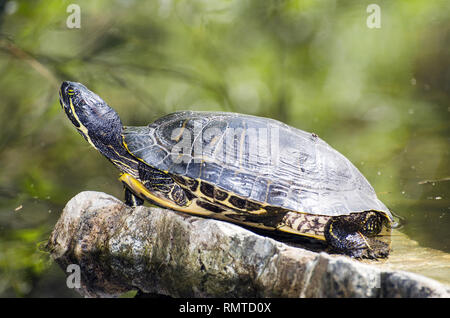 Eine Rotwangen-schmuckschildkröte (TRACHEMYS SCRIPTA elegans) aalt sich in der Sonne, Franklin Canyon, Los Angeles, CA, USA. Stockfoto