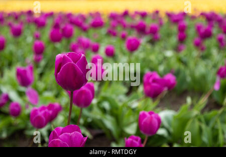 Lila Tulpen mit einem heraus Ansehen unter den anderen und gelbe Tulpen in der Ferne in Oregon Stockfoto