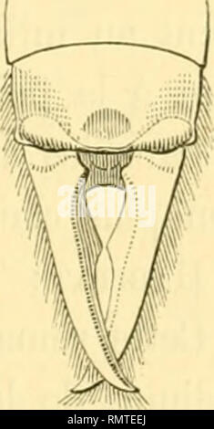 . Annali del Museo Civico di Storia Naturale di Genova. Natural History -- Zeitschriften. Schamlippen pygidiata. Téle assez bombée, noire ainsi que les Parteien buccales et les antennes, (Celles-ci de 15 Artikel, forme typique). Pronotuni un peu plus étroit que la tète, Assez bombée Carré Noir, Ses bords latéraux testacés. - Elytres ayant Trois fois la Länge et Deux Fois la largeur du Halsschild, un peu bombées, Brun- Foncé, lisses, coupées droit postérieurement. - Nebenklägerin saillante des Ailes d'une Länge ça au^/g de 1'élytre d'un Brun un peu plus Clair, avec une ligne jaune Quer trés étro Stockfoto