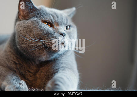 Verärgert Britische Lustige Katze Beißt Orange Spielzeug